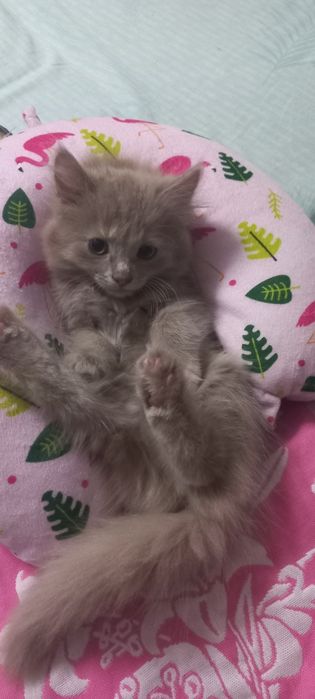 Отдам котёнка девочку