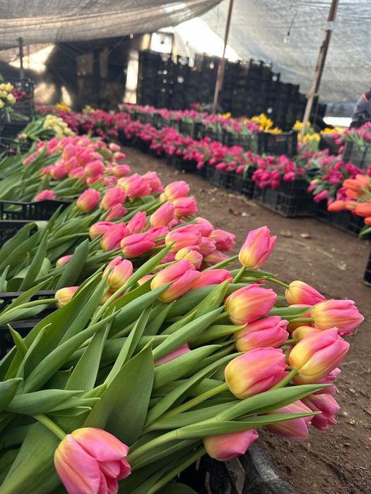 Премиальные тюльпаны