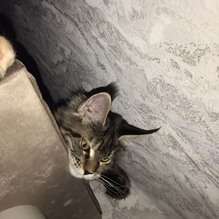 Котёнок Мейн-кун девочка черепашка с родословной