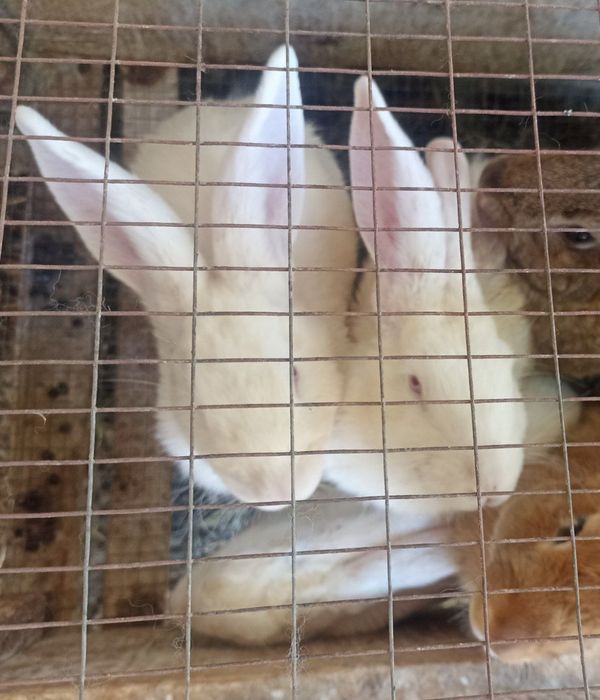 Уй шароитида бокилган великан куёнлар хаммаси угил