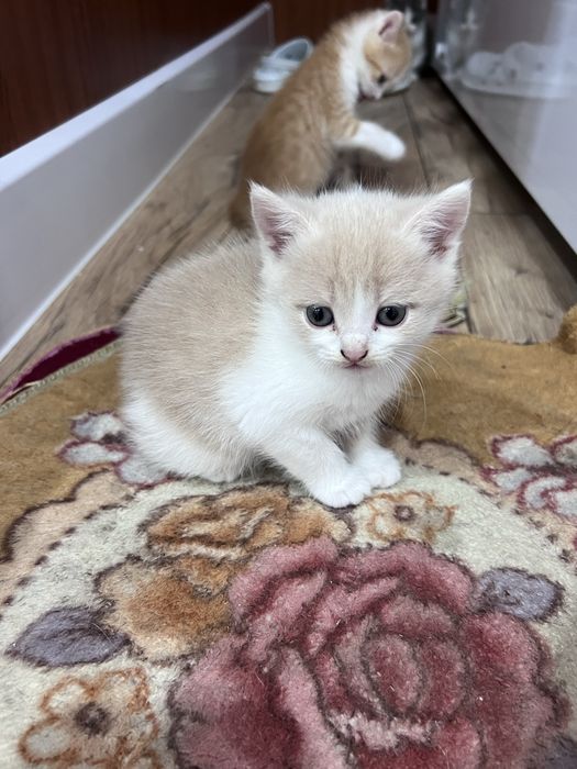 Котята 1.5 месяца