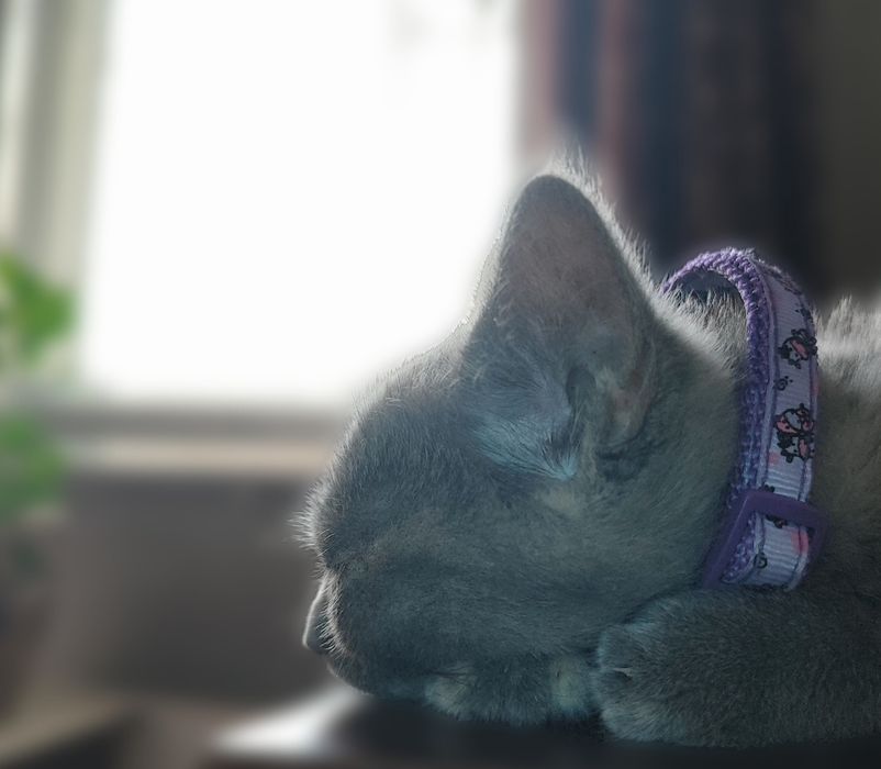 Отдам котенка даром