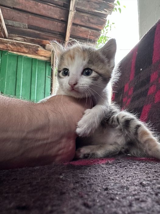 Котята даром полтара месяца