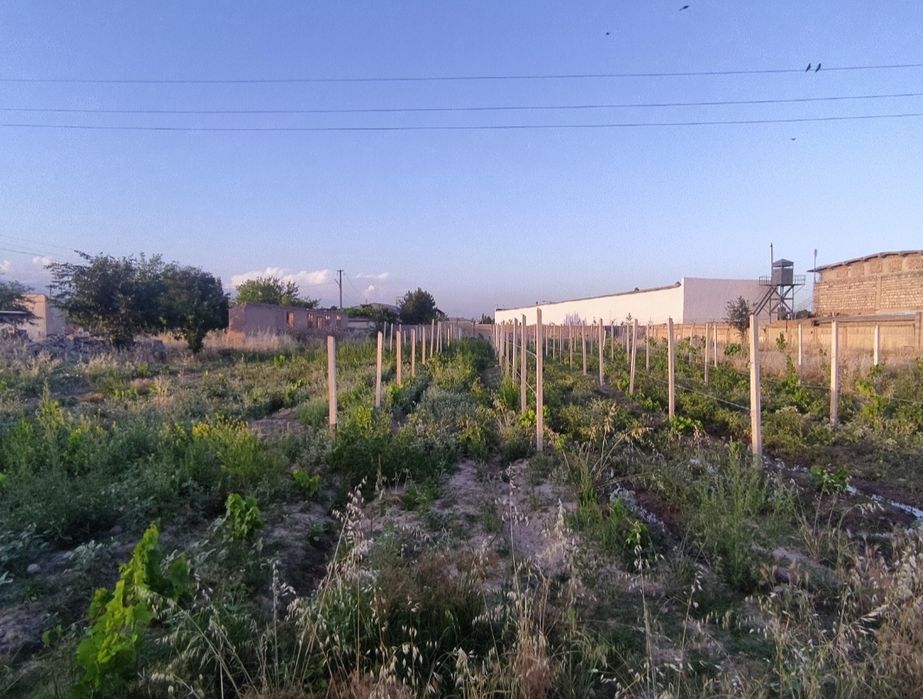 Участка сотилади узум боґи билан