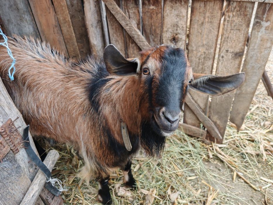 Țap de vânzare. Rasa alpina cu anglo-nubiana