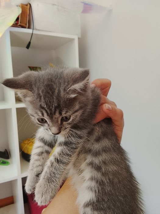 Котята в хорошие руки