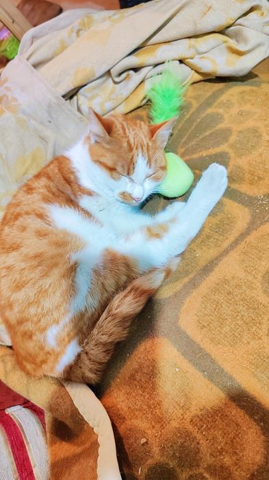 Коте Сами търси дом, осинови го