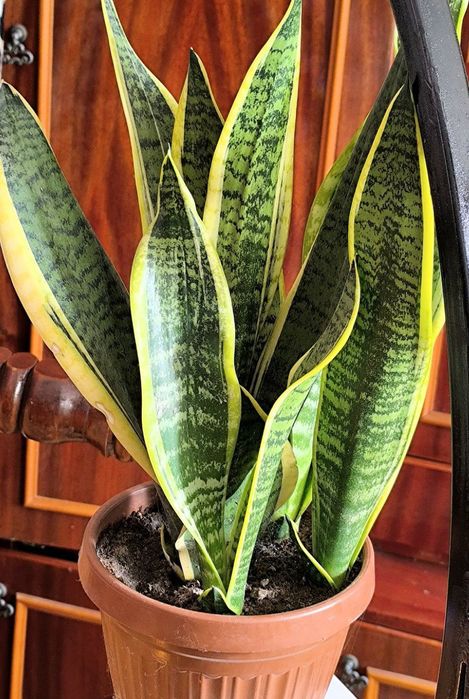 Хар хил турдаги гулларимиз бор