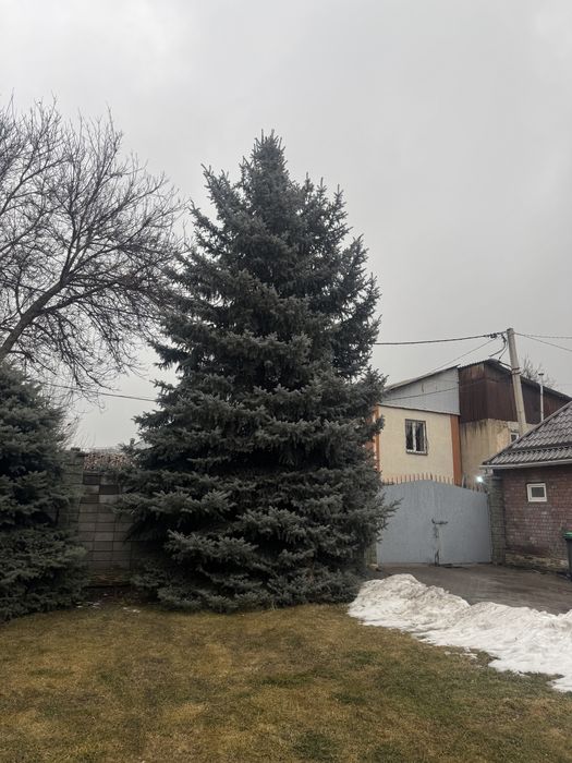 Зеленые ели продам