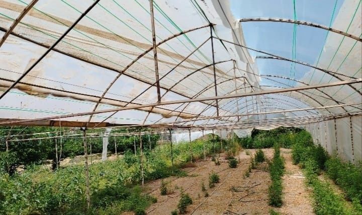 Tayyor Parnik.  ( issiqxona )sotiladi