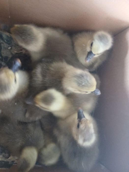 Vând boboci de gâscă Toulouse