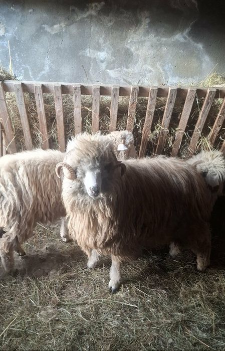 Mior de vânzare de doi ani