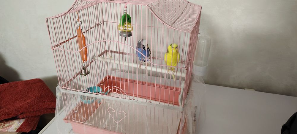 Продам 2 попугая веселого