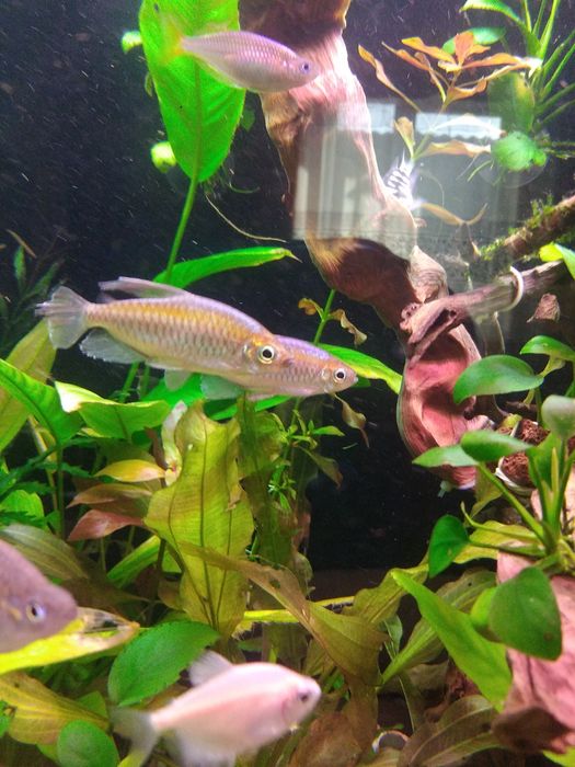 Продам тетра Конгу