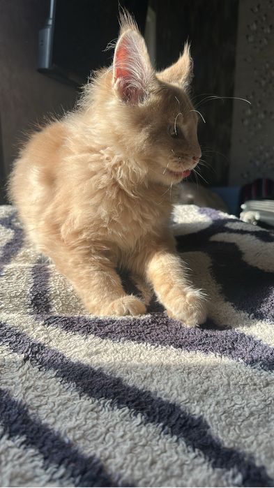 Котенок Мейнкун мальчик!
