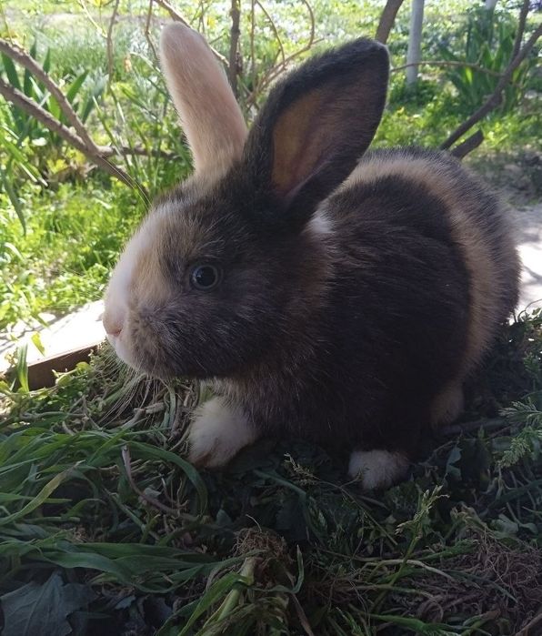 Декоративные висхоухие  кролики. Милые ручные готовы к продаже 6 шт