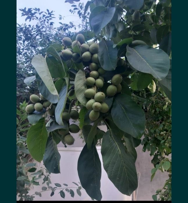 Karlik yong'oq kafolatli