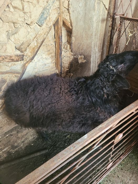 Домашние барашки