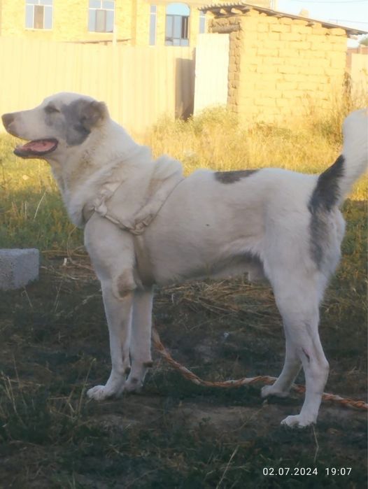 Алабай(8 мечсяцев)
