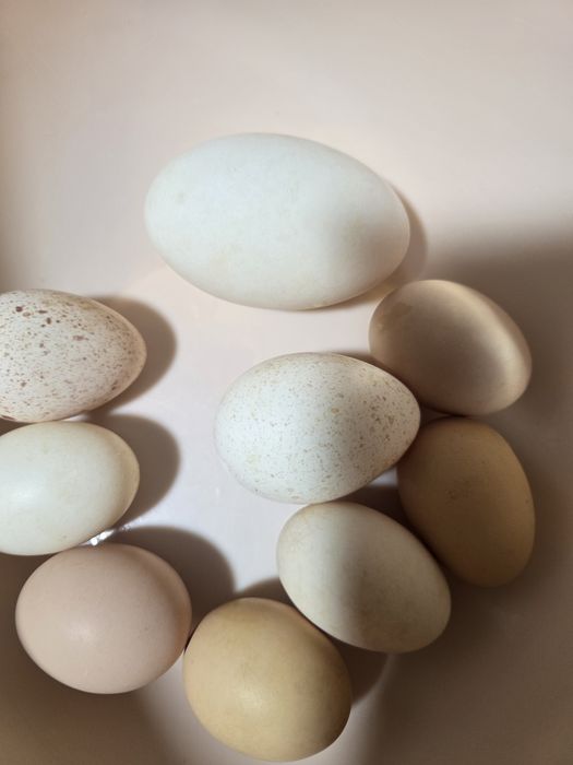 Goz indiutka kurka tovuq ordak tuxumlari sotiladi