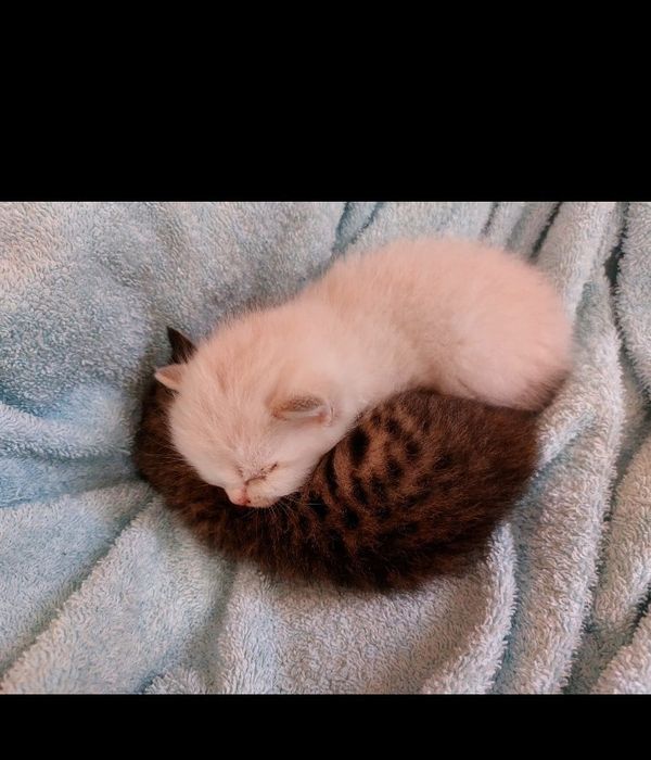 Котята шиншиллы  1 месячные