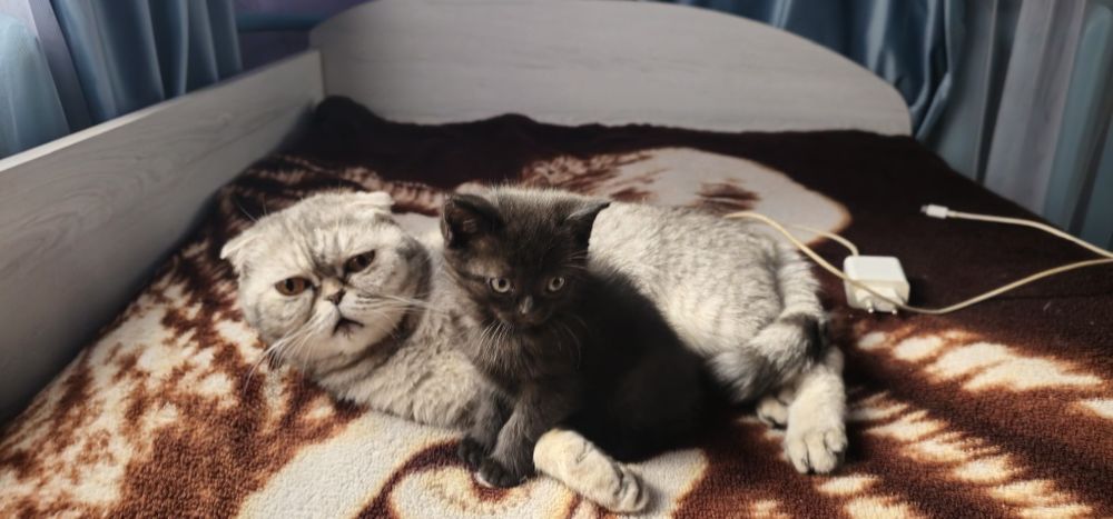 Скоттиш страйт девочка