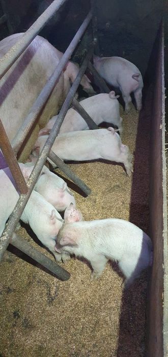 Продаются поросята