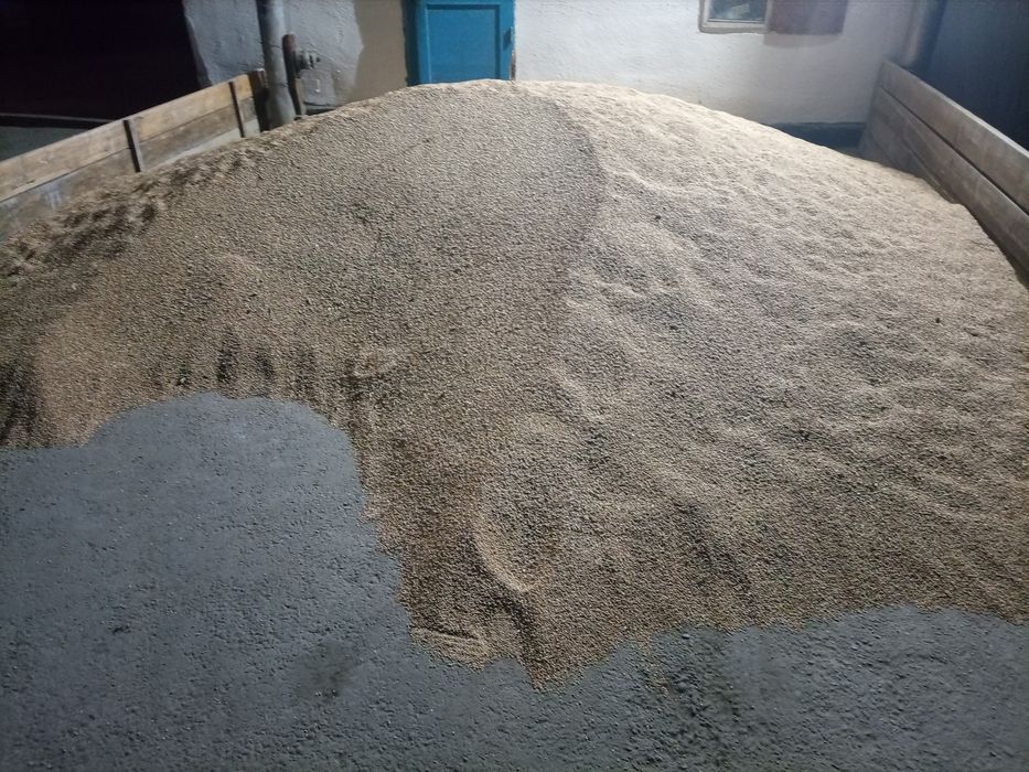 Пшеница по 110 тенге