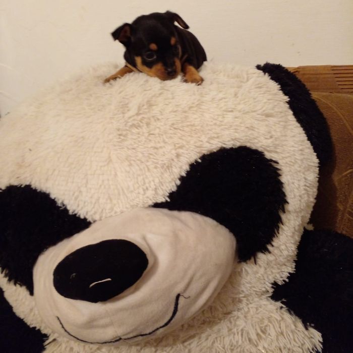 Продаются Чудики, мини Той Терьеры.