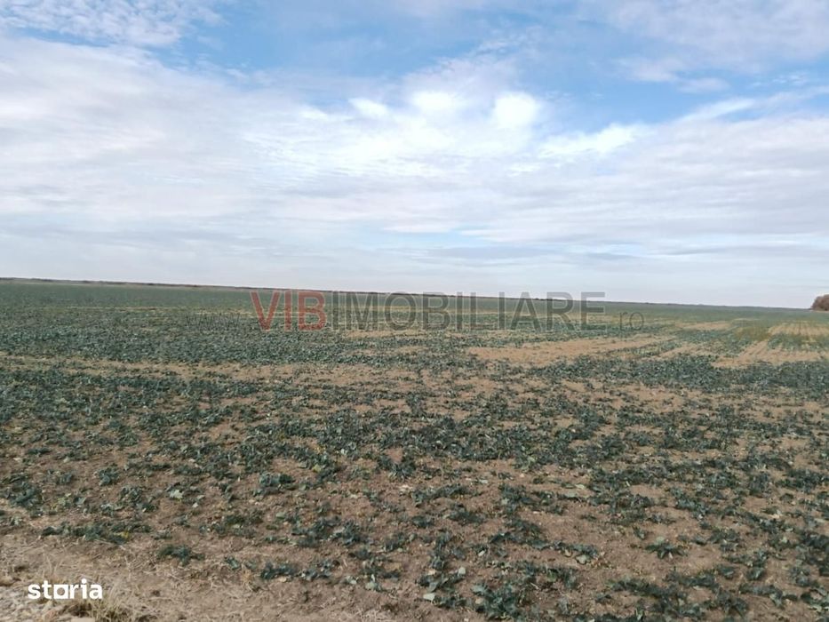 Ferma Agricolă 1.350 HA – Grad de Comasare 96–97%, Județul Arad