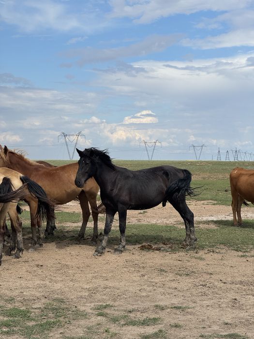 Айғыр сатылады 5 жасар