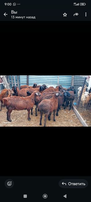 Продам жирных  баранов
