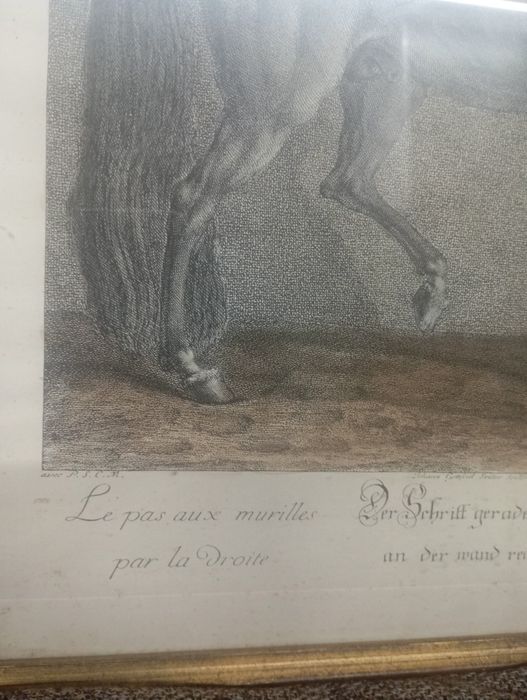 Gravura colorata veche Johann Elias Ridinger