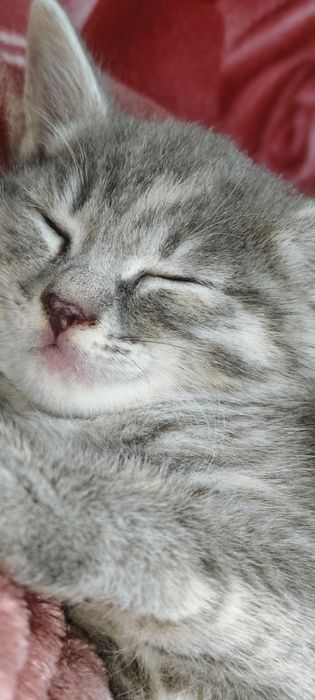 Отдам котенка,мальчик.
