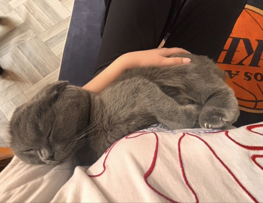 Ищу новый дом для любимой кошки