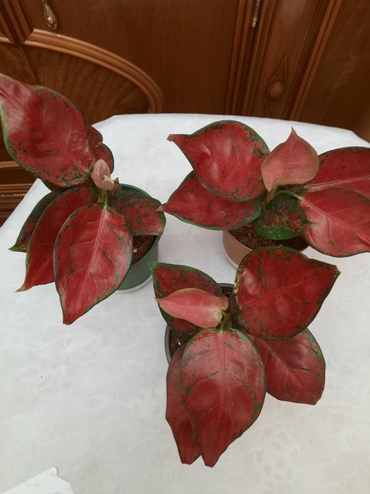 Продам цветы Аглаонемы