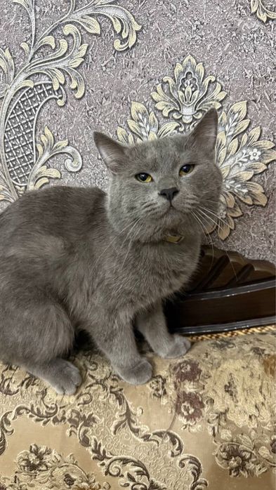 Скотиш Страйт Сотилади