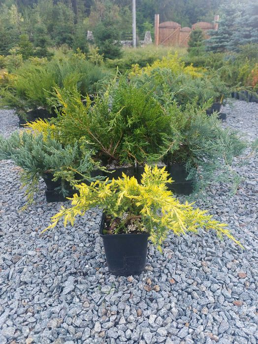 Mix 30 buc. varietati ienupar- cromatica galben, albastru, verde