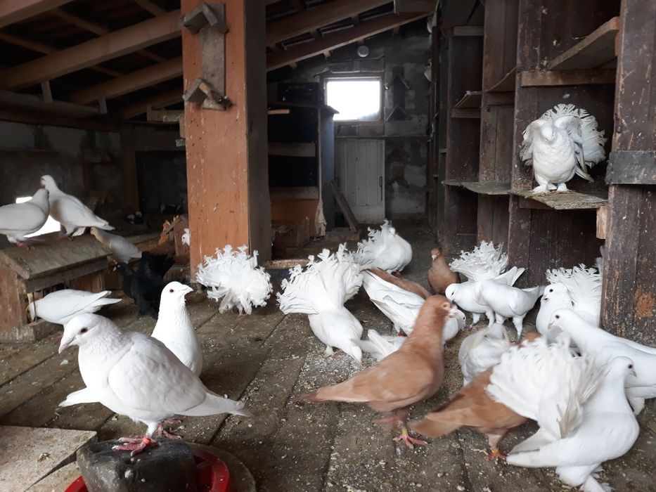 Porumbei voiajori germani si voiajori stil vechi galbeni ..roșii