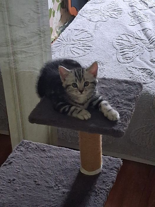 Шотландская кошечка очаровашка