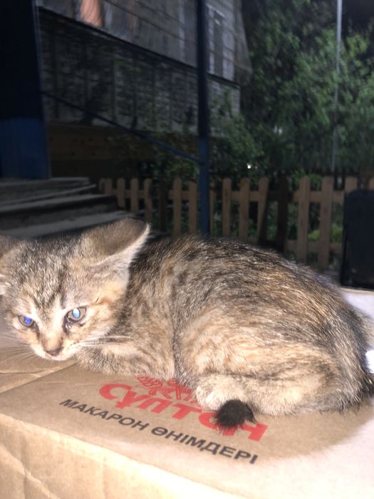 Котятя, бесплатно.