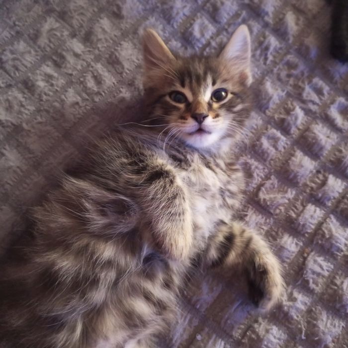 Отдадим котят в добрые руки