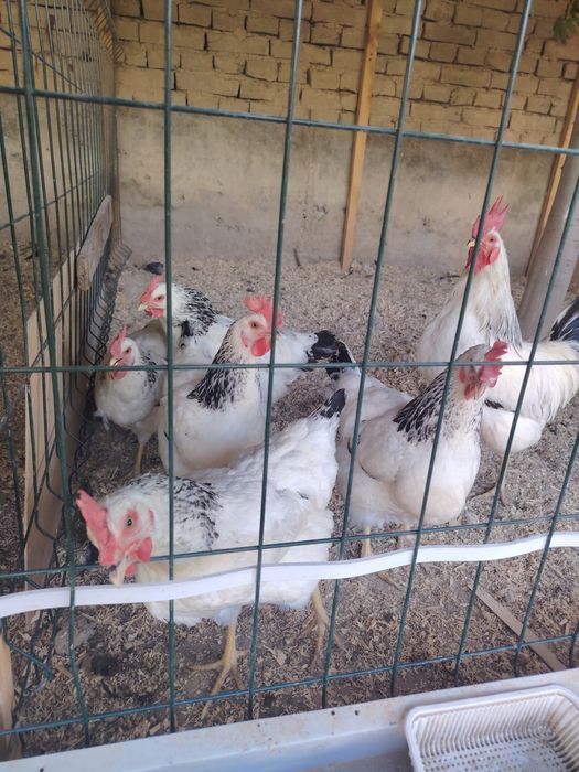 Adler zotli tovuq tuxumlari sotiladi!
Sifatli Adler kumush (Adler Silv