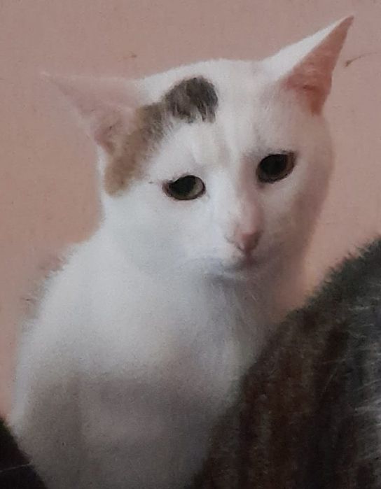 Donez pisici Bacau