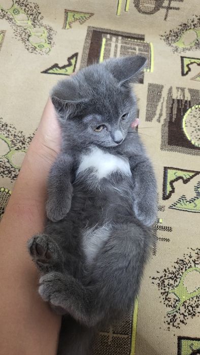 Дарю красивого котенка от породистой кошки