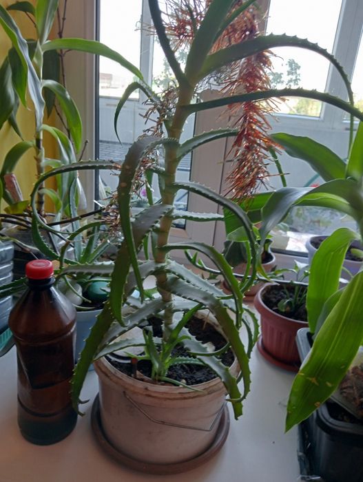 Растение алоееее