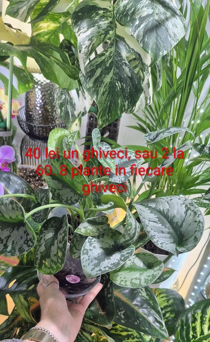 Syngonium, begonia, scindapsus , philodendron, thai, adansonii mint