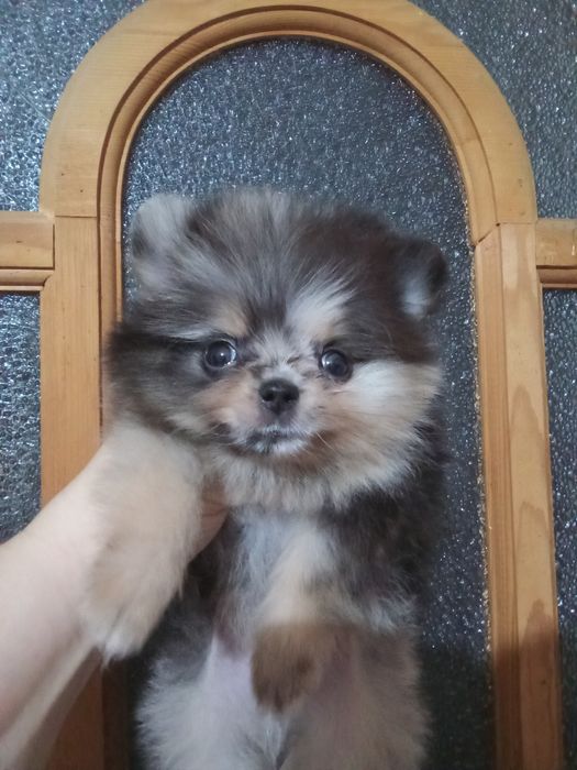 Щенки шпица мини