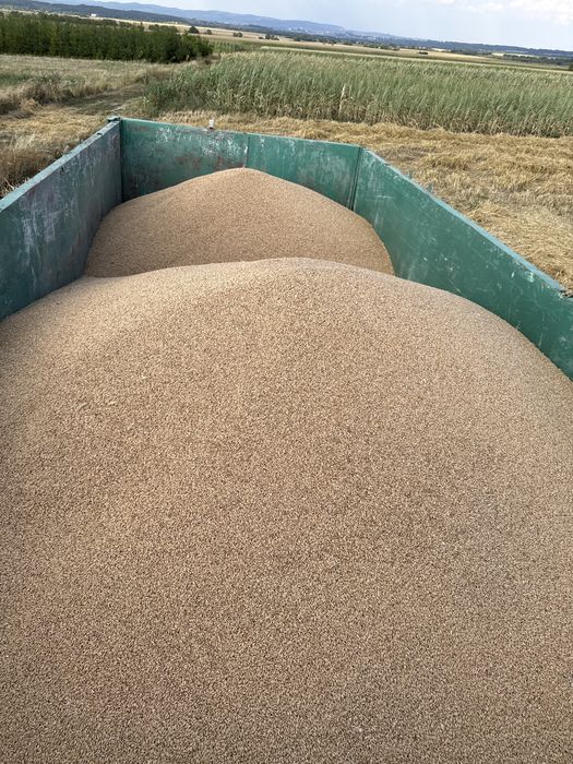 Triticale de vanzare