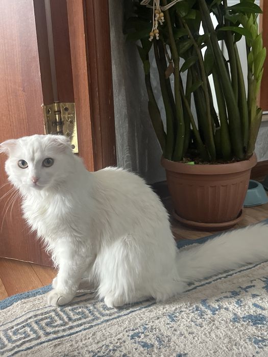 Отдам даром в хорошие руки